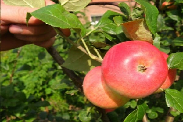 Описание и правила выращивания стелющейся яблони, посадка и уход