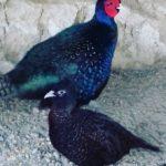 Описание и рацион румынских фазанов, содержание и разведение породы
