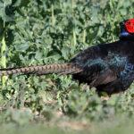 Описание и рацион румынских фазанов, содержание и разведение породы