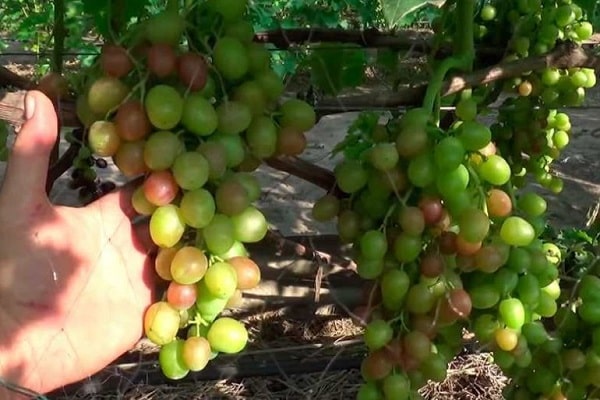 Описание лучших морозостойких сортов винограда и их плодоношения, особенности выращивания