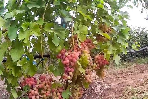 Описание лучших морозостойких сортов винограда и их плодоношения, особенности выращивания