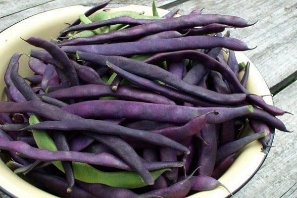 Описание лучших сортов фиолетового горошка, их характеристика и выращивание