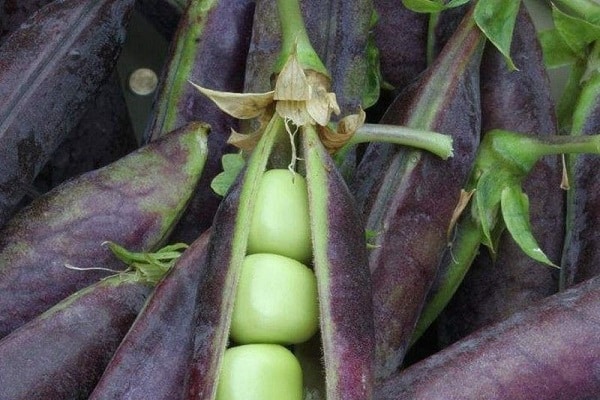 Описание лучших сортов фиолетового горошка, их характеристика и выращивание