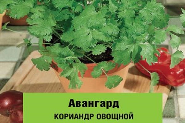 Описание больших сортов кориандра (кинзы), полезные свойства и выращивание