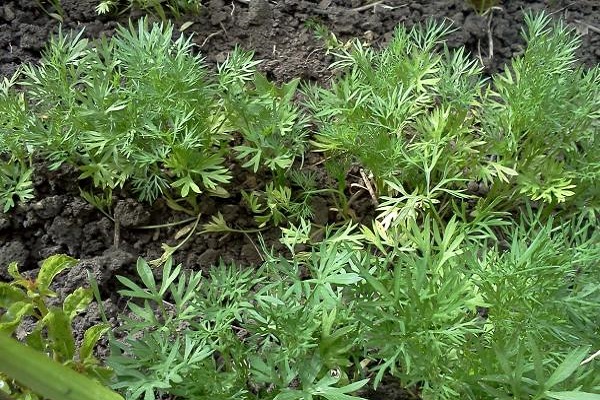 Описание больших сортов кориандра (кинзы), полезные свойства и выращивание