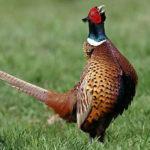 Описание охотничьих фазанов и особенности породы, разведение и уход