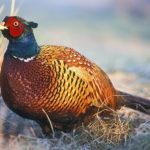 Описание охотничьих фазанов и особенности породы, разведение и уход