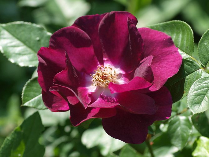 Описание плетистой розы 