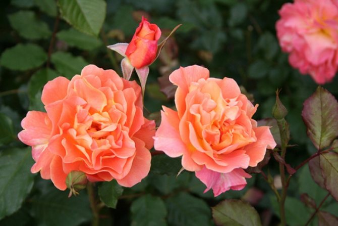 Описание плетистой розы 
