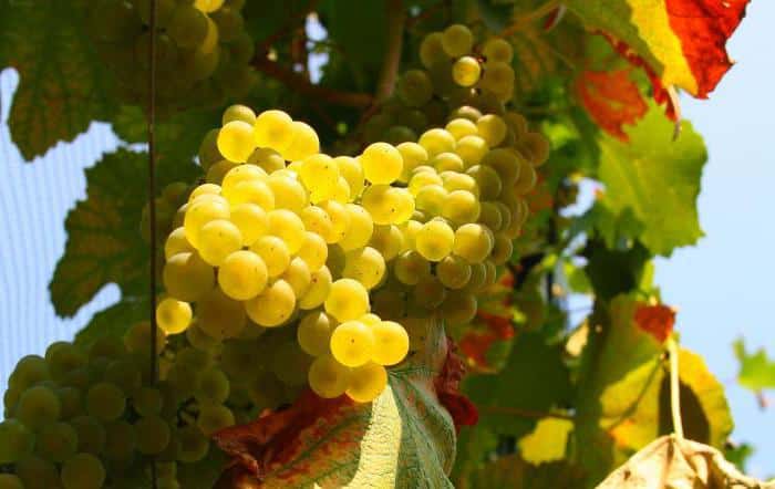 Popis ovocných hroznů odrůdy Solaris a její vlastnosti, klady a zápory