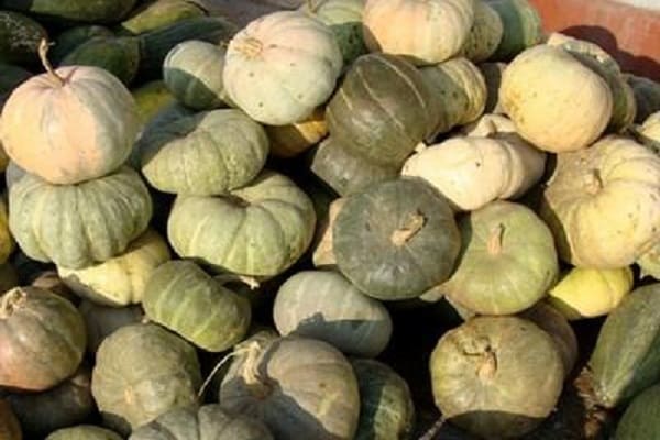 Описание популярных сортов тыквы кустовой, их выращивание и урожайность