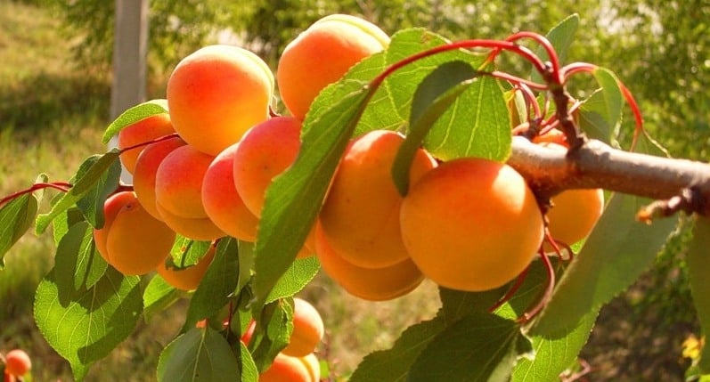 Описание ранних и поздних сортов мелитопольского абрикоса, история селекции и урожайность