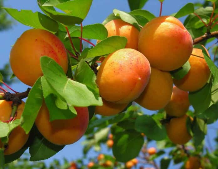 Описание ранних и поздних сортов мелитопольского абрикоса, история селекции и урожайность