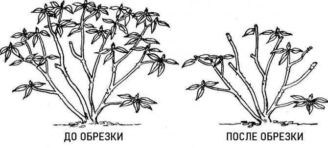 Описание рододендрона Roseum elegans и его выращивание