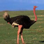 Описание сомалийского страуса, размножение и рацион подвида