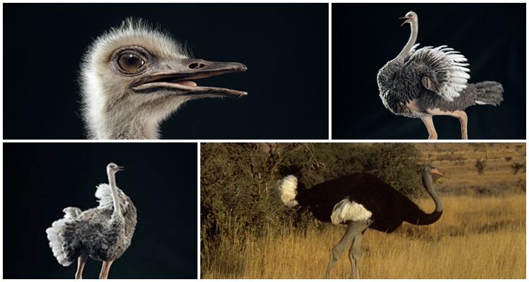 Описание сомалийского страуса, размножение и рацион подвида