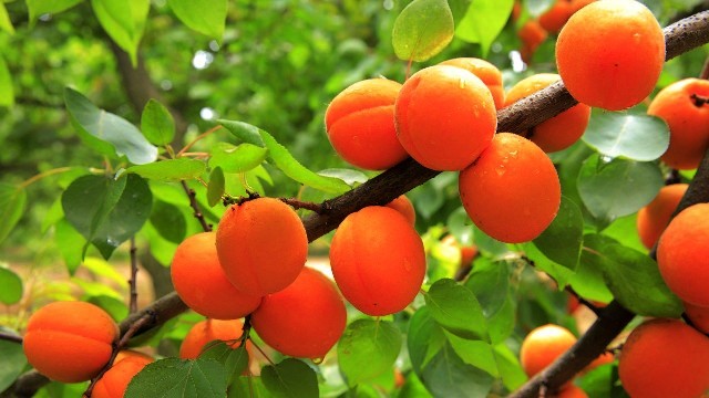 Описание сорта абрикоса Алеша и характеристика устойчивости к болезням