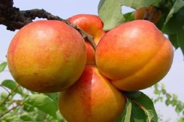 Описание сорта абрикоса Голдрич и особенности выращивания