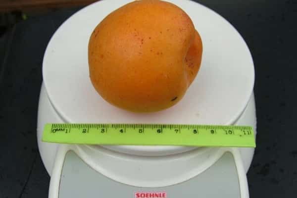 Описание сорта абрикоса Голдрич и особенности выращивания