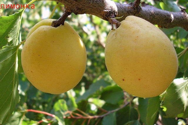 Описание сорта абрикоса Лимонка и характеристики урожайности, нюансы выращивания