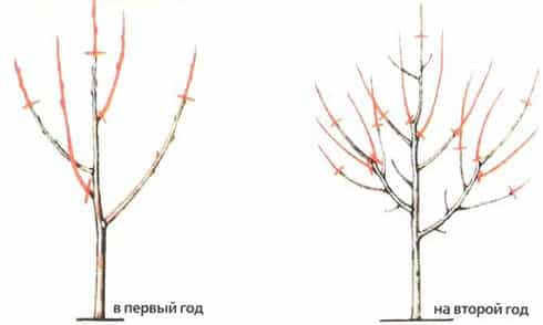 Описание сорта абрикоса Лимонка и характеристики урожайности, нюансы выращивания