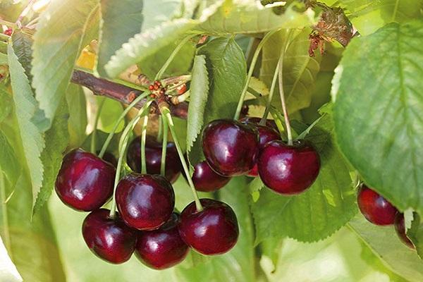Описание сорта вишни Ипут и опылителей, выбор места посадки, выращивание и уход