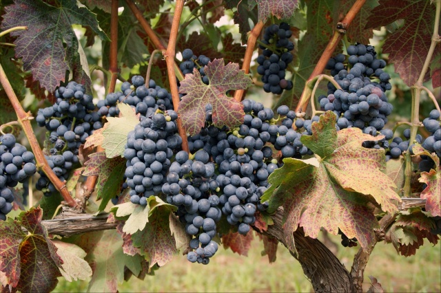 Описание испанского сорта винограда Темпранильо, характеристики урожайности и морозостойкости