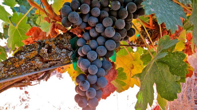 Описание испанского сорта винограда Темпранильо, характеристики урожайности и морозостойкости