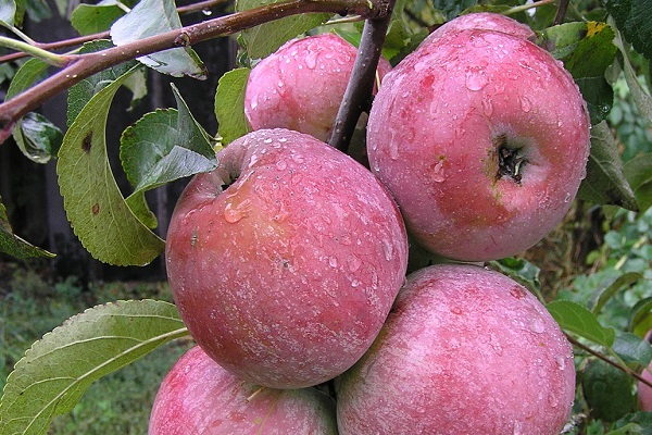 Описание сорта яблони Память Сюбарова и рекомендуемые регионы выращивания