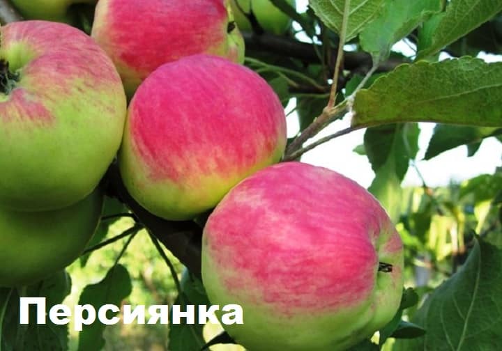 Описание сорта персидской яблони, характеристики урожайности и районы выращивания