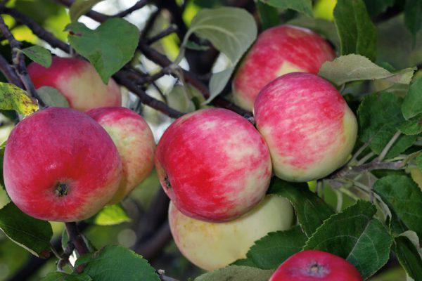 Описание сорта персидской яблони, характеристики урожайности и районы выращивания
