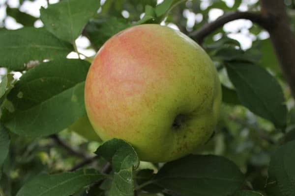 Описание сорта яблони Рижский Голубь, характеристики урожайности и районы выращивания