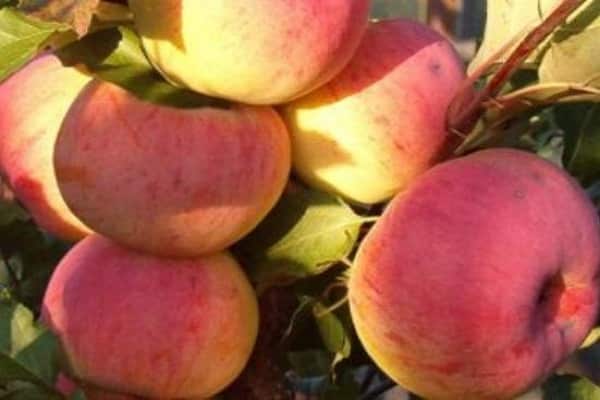 Описание сорта яблони Рижский Голубь, характеристики урожайности и районы выращивания