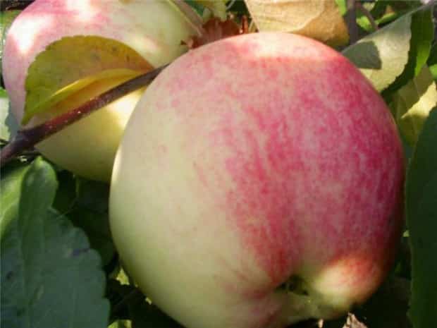 Описание сорта яблок Избранный и происхождение, достоинства и недостатки
