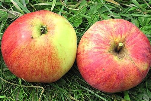 Описание сорта яблок Избранный и происхождение, достоинства и недостатки