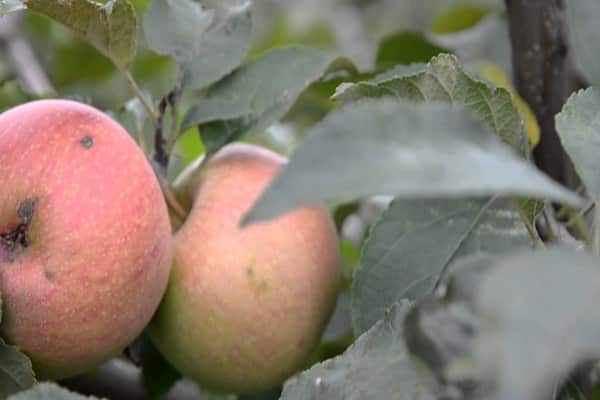 Описание сорта яблони Катя и история селекции, достоинства и недостатки, урожайность