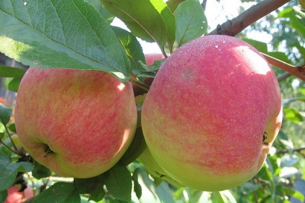 Описание сорта яблони Катя и история селекции, достоинства и недостатки, урожайность