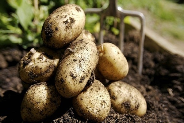 Описание сорта желейного картофеля, особенности выращивания и урожайность