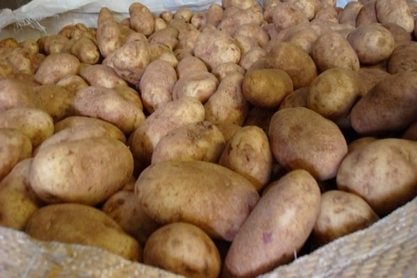 Описание сорта желейного картофеля, особенности выращивания и урожайность