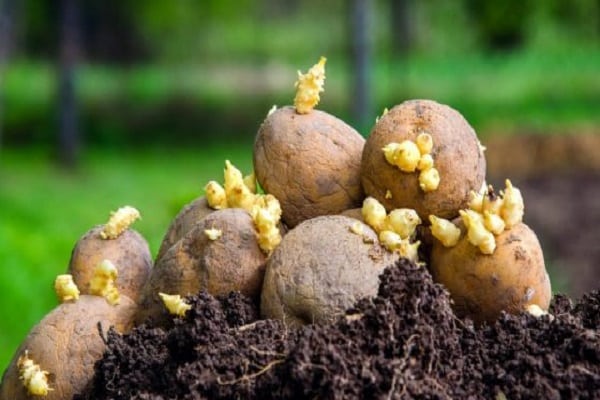 Описание сорта картофеля Колетт, его характеристики и урожайность