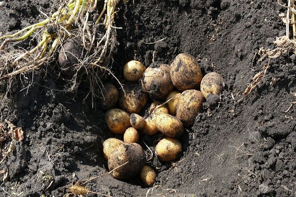 Описание сорта картофеля Колетт, его характеристики и урожайность