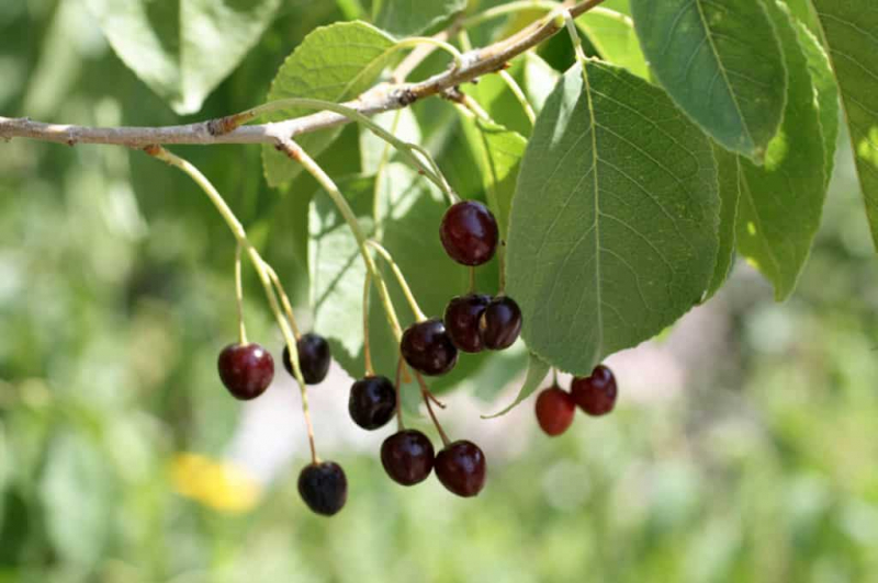 Описание сорта вишни Магалеб Антипка, которая выращивается из семян и советы по уходу