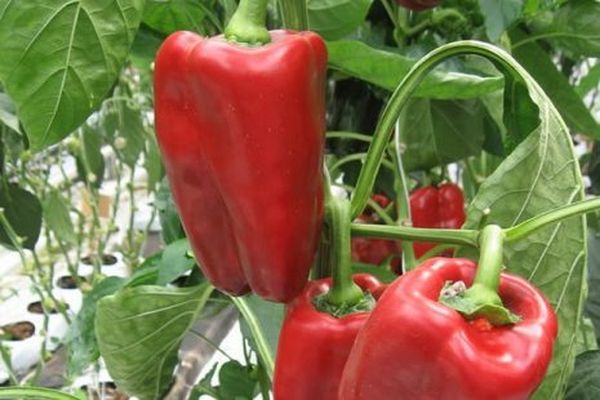 Описание сорта перца Ред Булл, его характеристики и урожайность