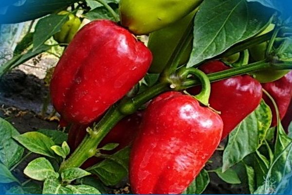 Описание сорта перца Ред Булл, его характеристики и урожайность
