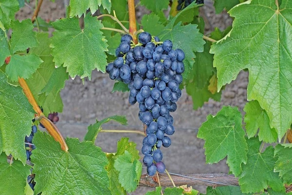 Описание сорта винограда Кишмиш Юпитер, характеристика и особенности выращивания