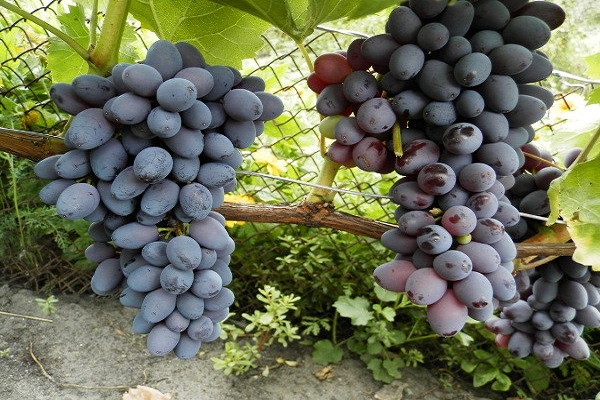 Описание сорта винограда Кишмиш Юпитер, характеристика и особенности выращивания