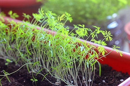 Описание сортов кустового укропа, рекомендации по выращиванию и уходу