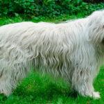 Описание 11 лучших пород собак, которые пасут овец и как выбрать щенка