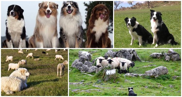 Описание 11 лучших пород собак, которые пасут овец и как выбрать щенка