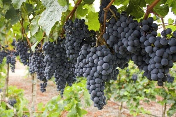 Описание сортов винограда, какие лучше для домашнего использования